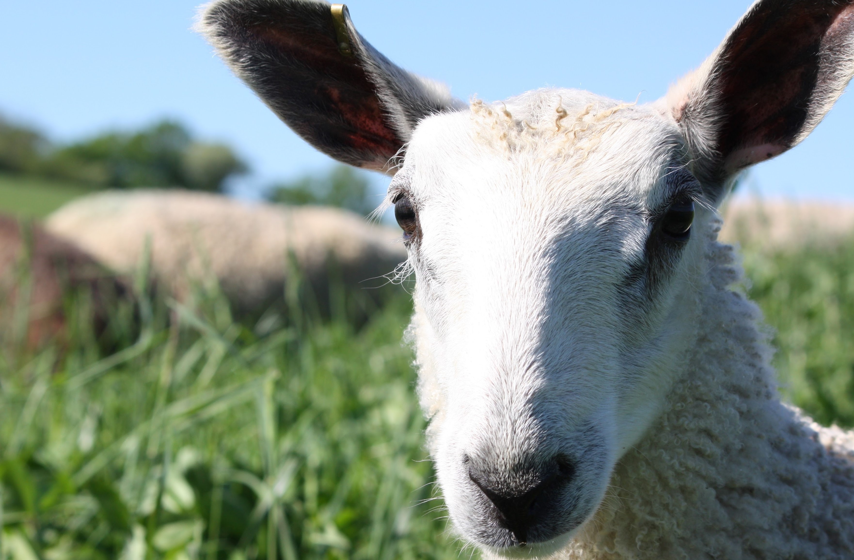 Maryland Lamb Co. Maryland Lamb Coop